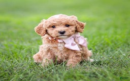 Goldendoodle dogs for sale: Olivia - Image 10