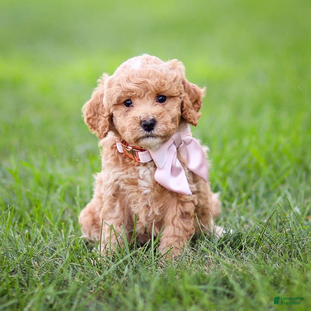 Goldendoodle dogs for sale: Olivia - Image 10