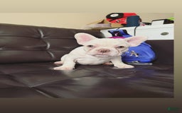 French Bulldog dogs for sale: Hera - Image 4
