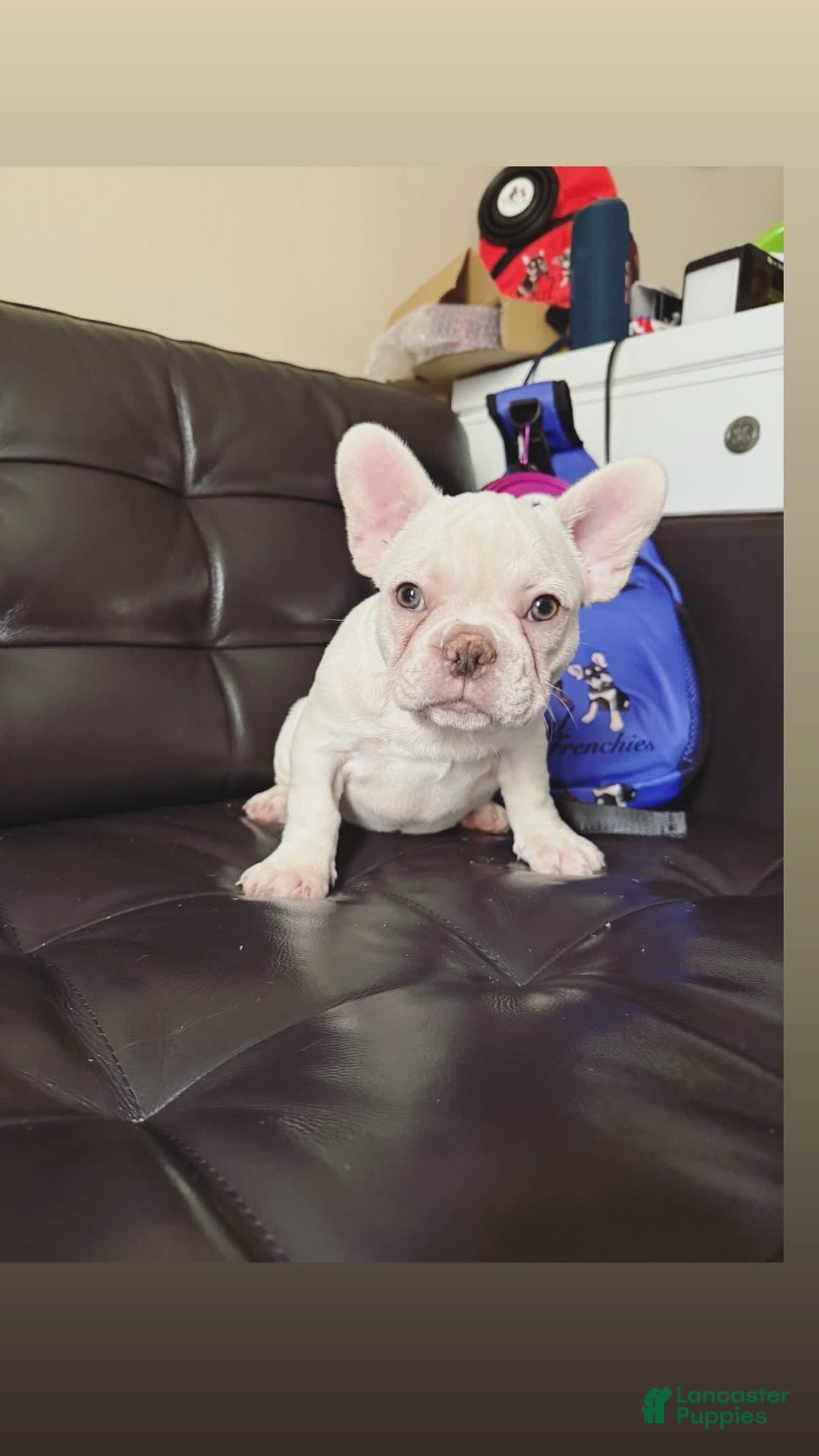French Bulldog dogs for sale: Hera - Image 4