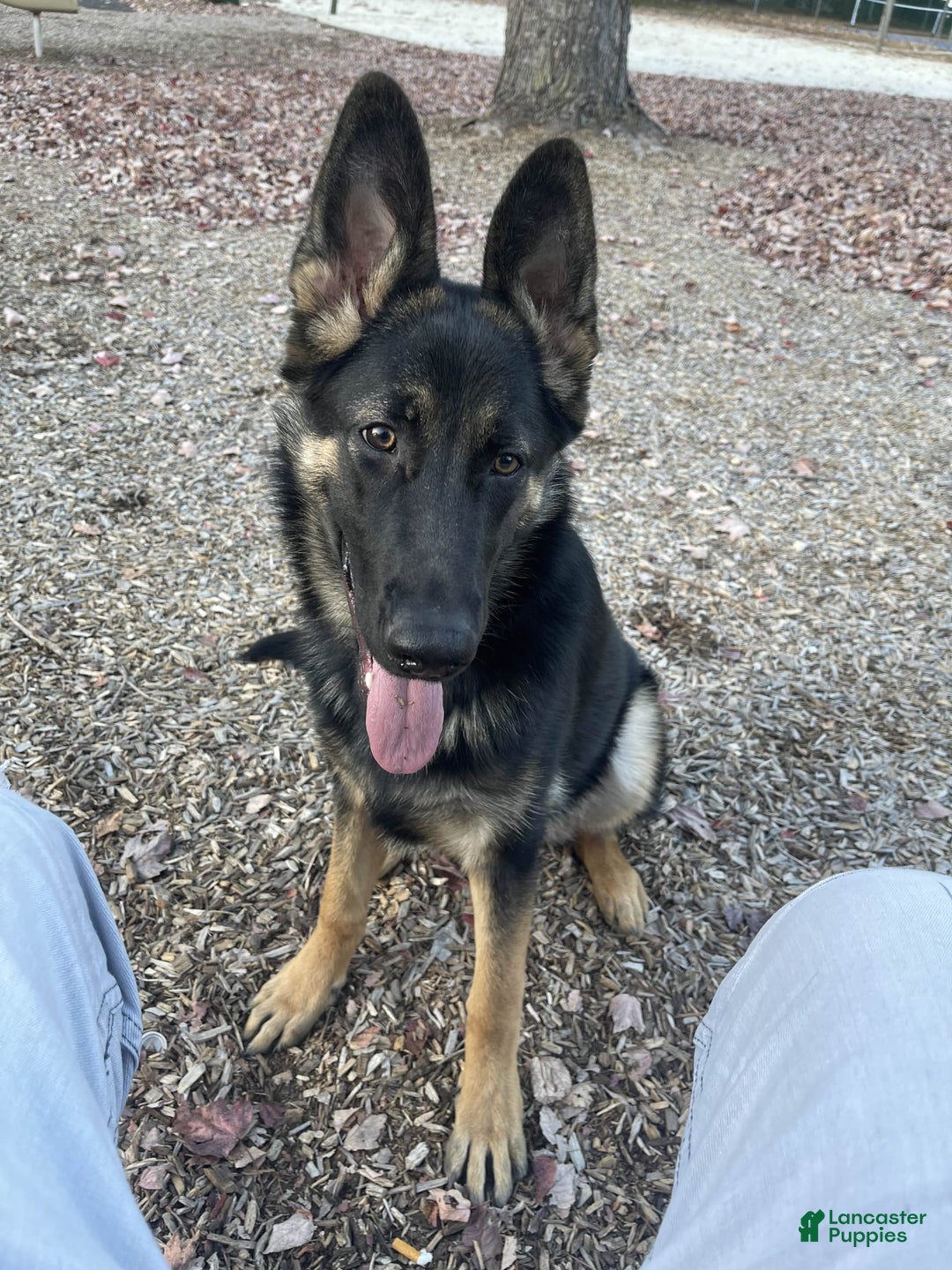 German Shepherd dogs for sale: Luna - Image 10