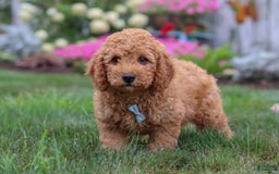  dogs for sale: Mini Goldendoodle 4 puppies - Image 4