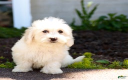 Maltipoo dogs for sale: Maltipoo 8 puppies - Image 23