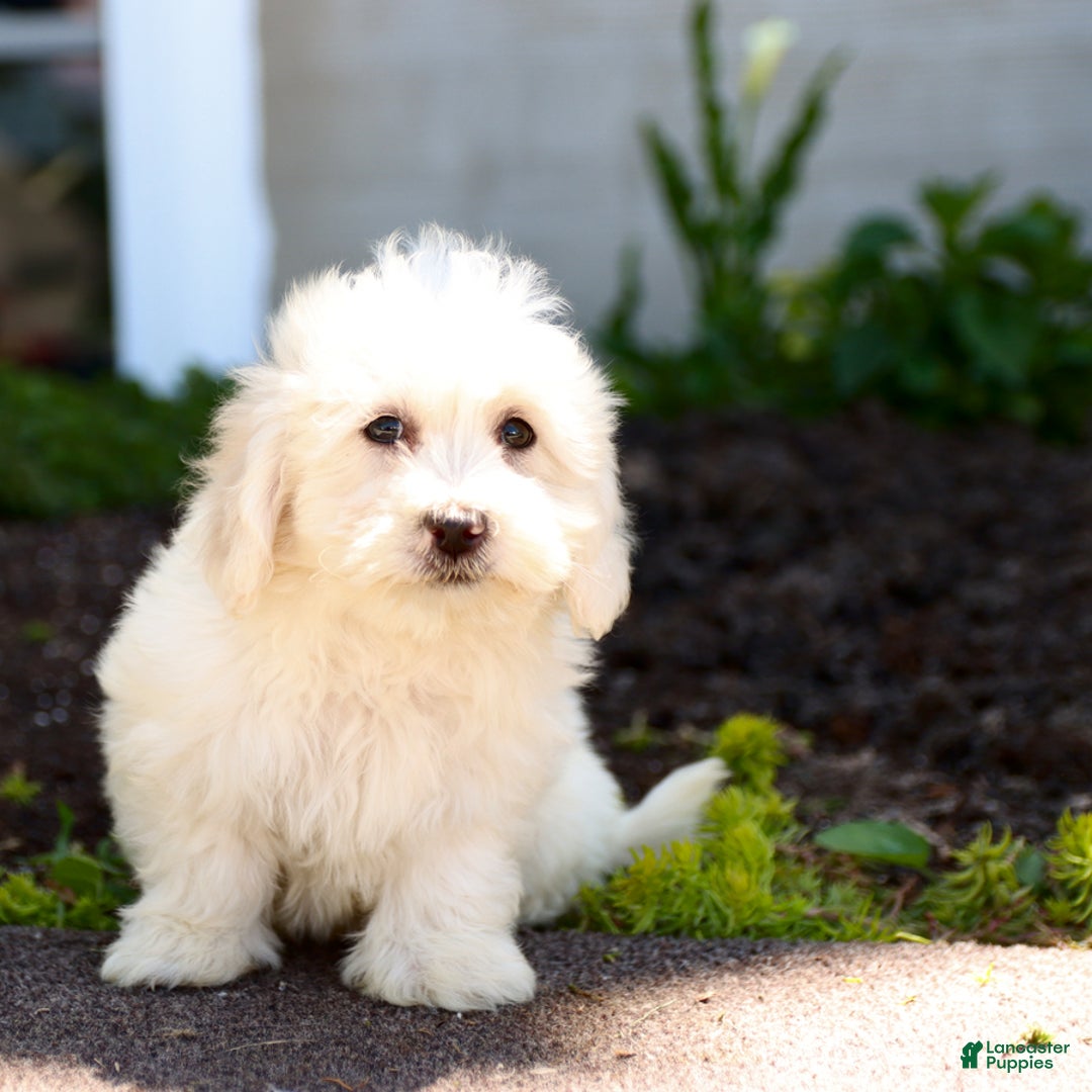 Maltipoo dogs for sale: Maltipoo 8 puppies - Image 23