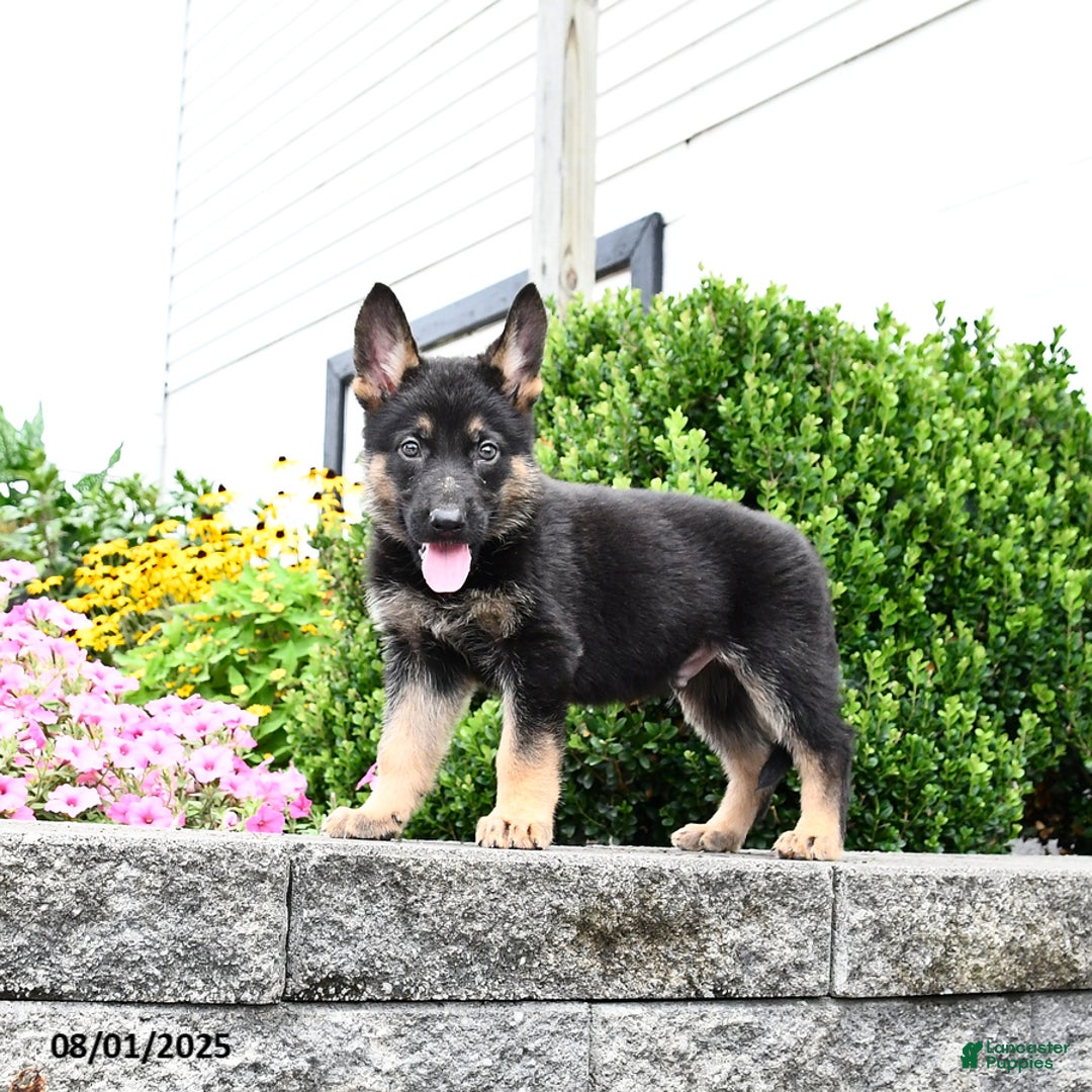 German Shepherd dogs for sale: Scooter - Image 4