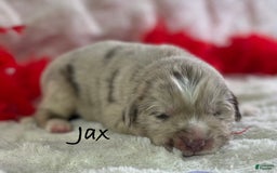 Newfoundland dogs for sale: Jax - Image 12