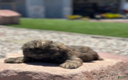 Shih Tzu dogs for sale: Ginger - Image 3