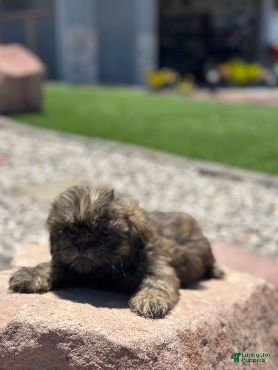 Shih Tzu dogs for sale: Ginger - Image 3