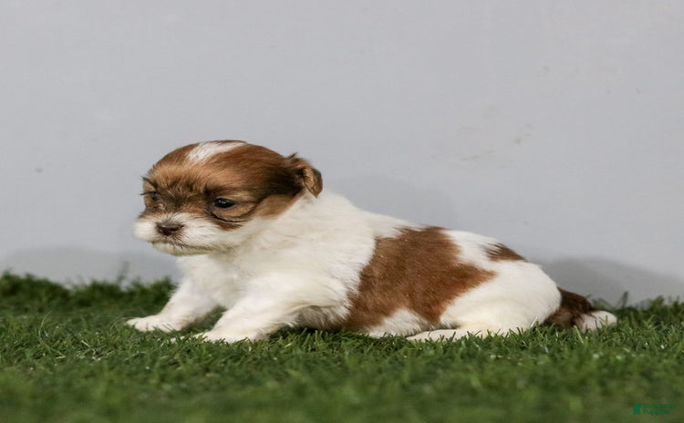 Shihpoo dogs for sale - Ad 5