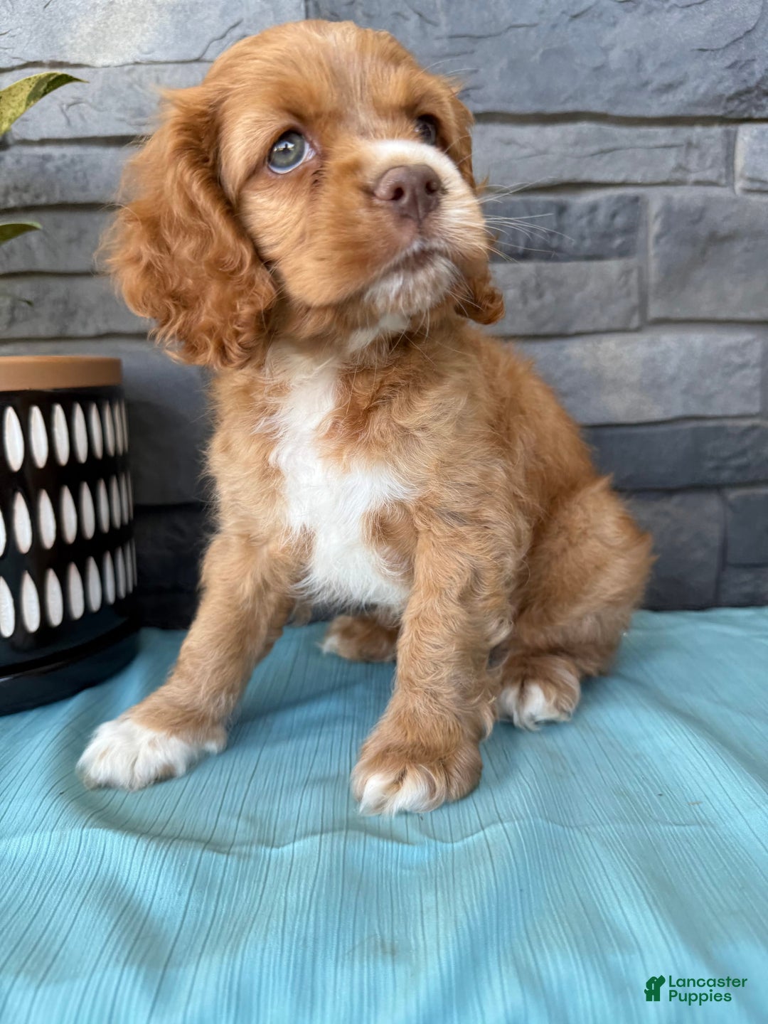 Cocker Spaniel dogs for sale: Tommy - Image 11