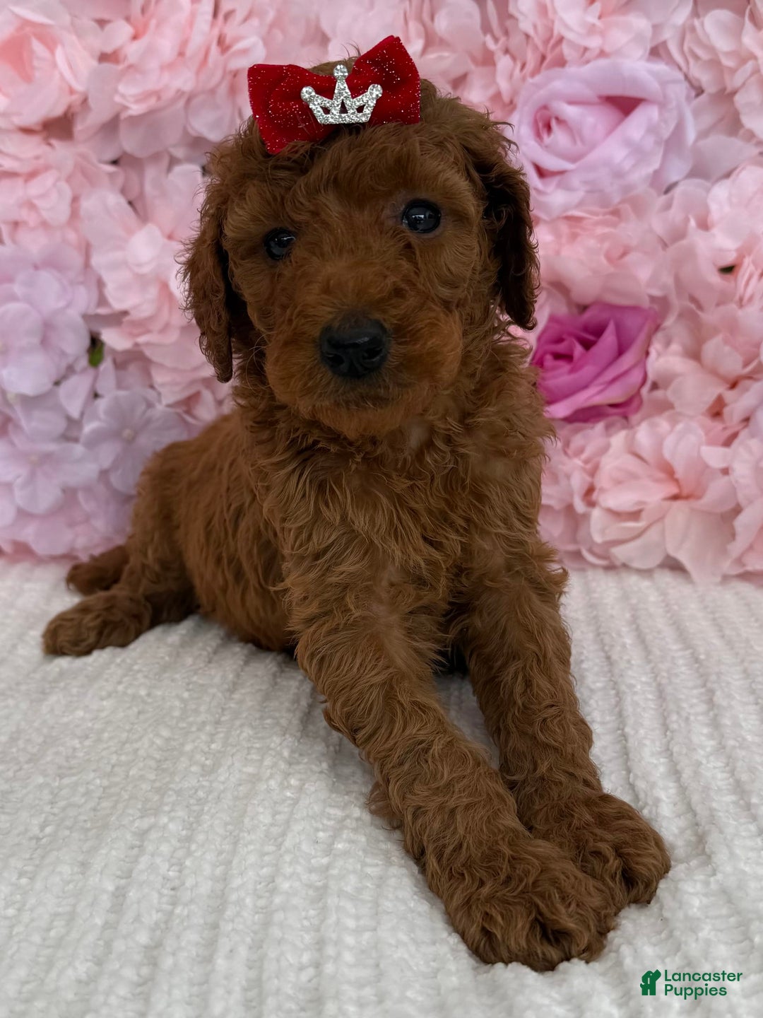Standard Poodle dogs for sale: Ella AKC - Image 4
