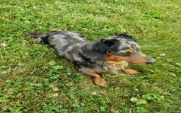 Miniature Dachshund dogs for sale: Sophie - Image 11