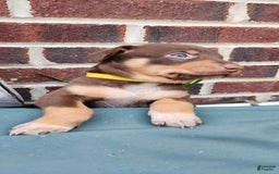 Catahoula Leopard Dog dogs for sale: Bronx - Image 3