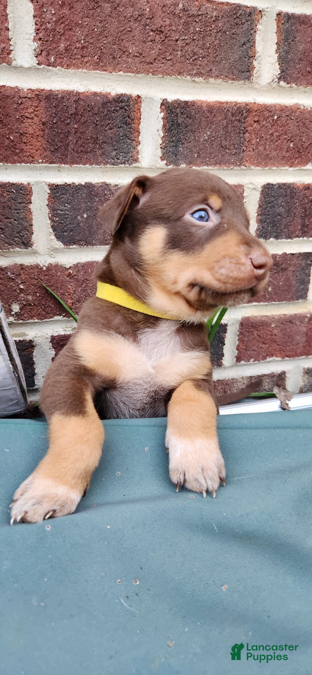 Catahoula Leopard Dog dogs for sale: Bronx - Image 3
