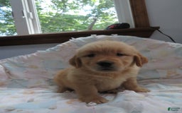 Golden Retriever dogs for sale: Twinkie - Image 14