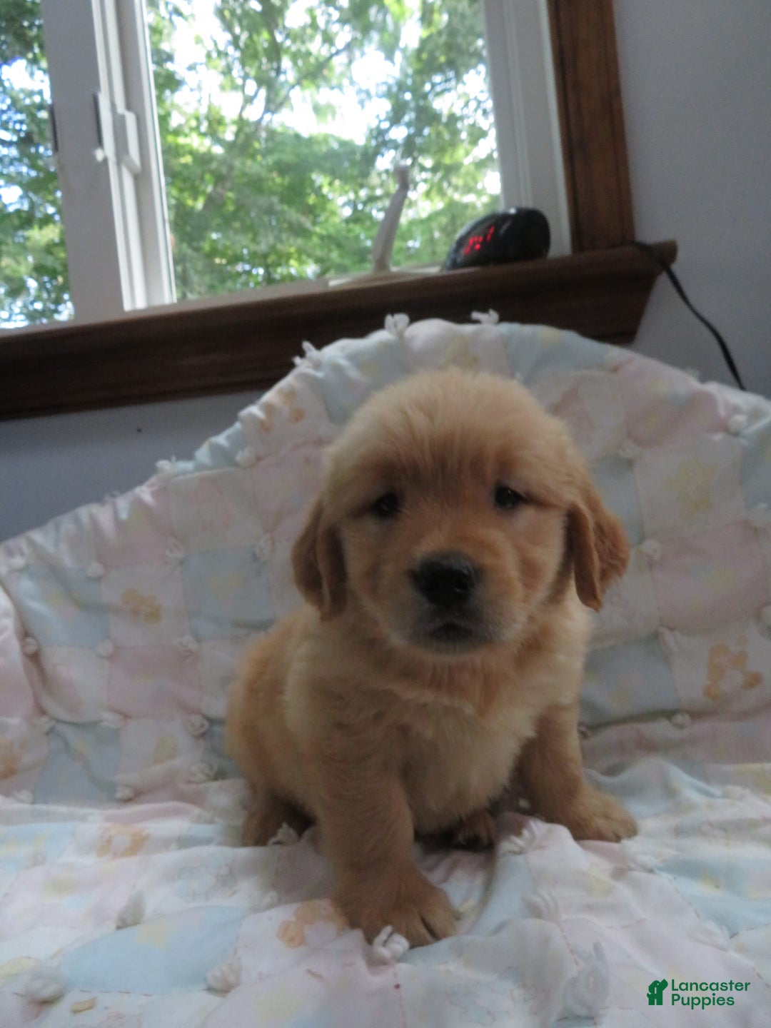 Golden Retriever dogs for sale: Twinkie - Image 14