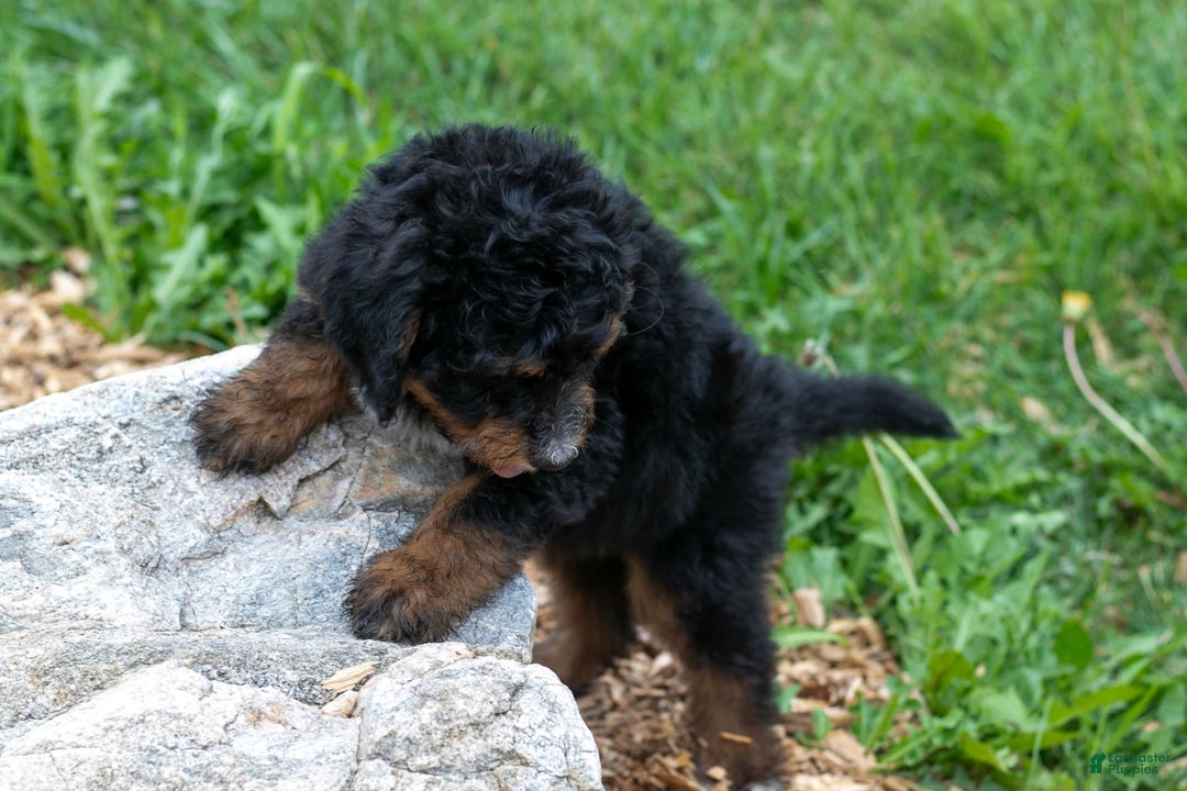 Bernedoodle dogs for sale: Sage - Image 8