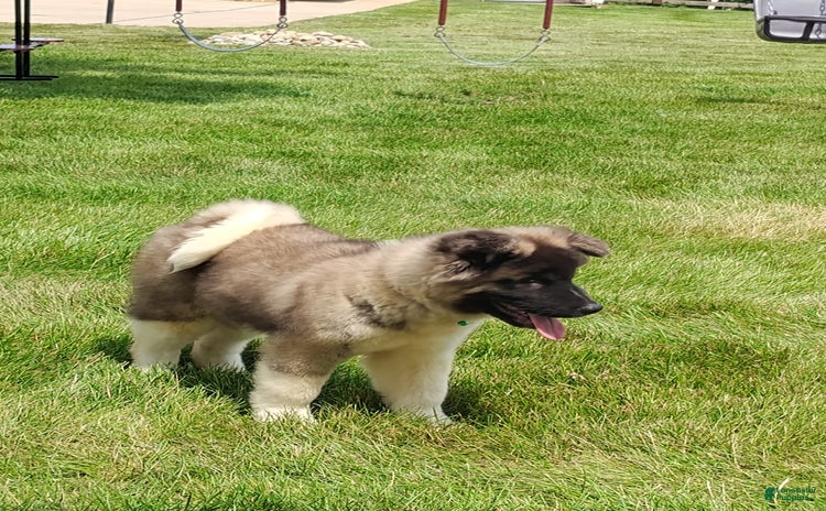 categoriesInfo:categoryAttributeOptions.dogs.breed.americanAkita dogs for sale - Ad 4