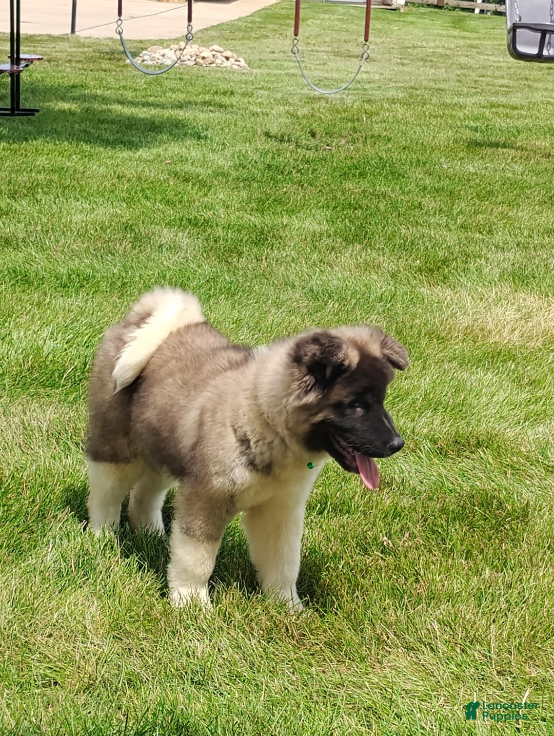 categoriesInfo:categoryAttributeOptions.dogs.breed.americanAkita dogs for sale: AKC Deisel - Image 1