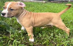 American Pit Bull Terrier dogs for sale: Helga - Image 10