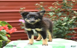 Shetland Sheepdog dogs for sale: Pluto - Image 6