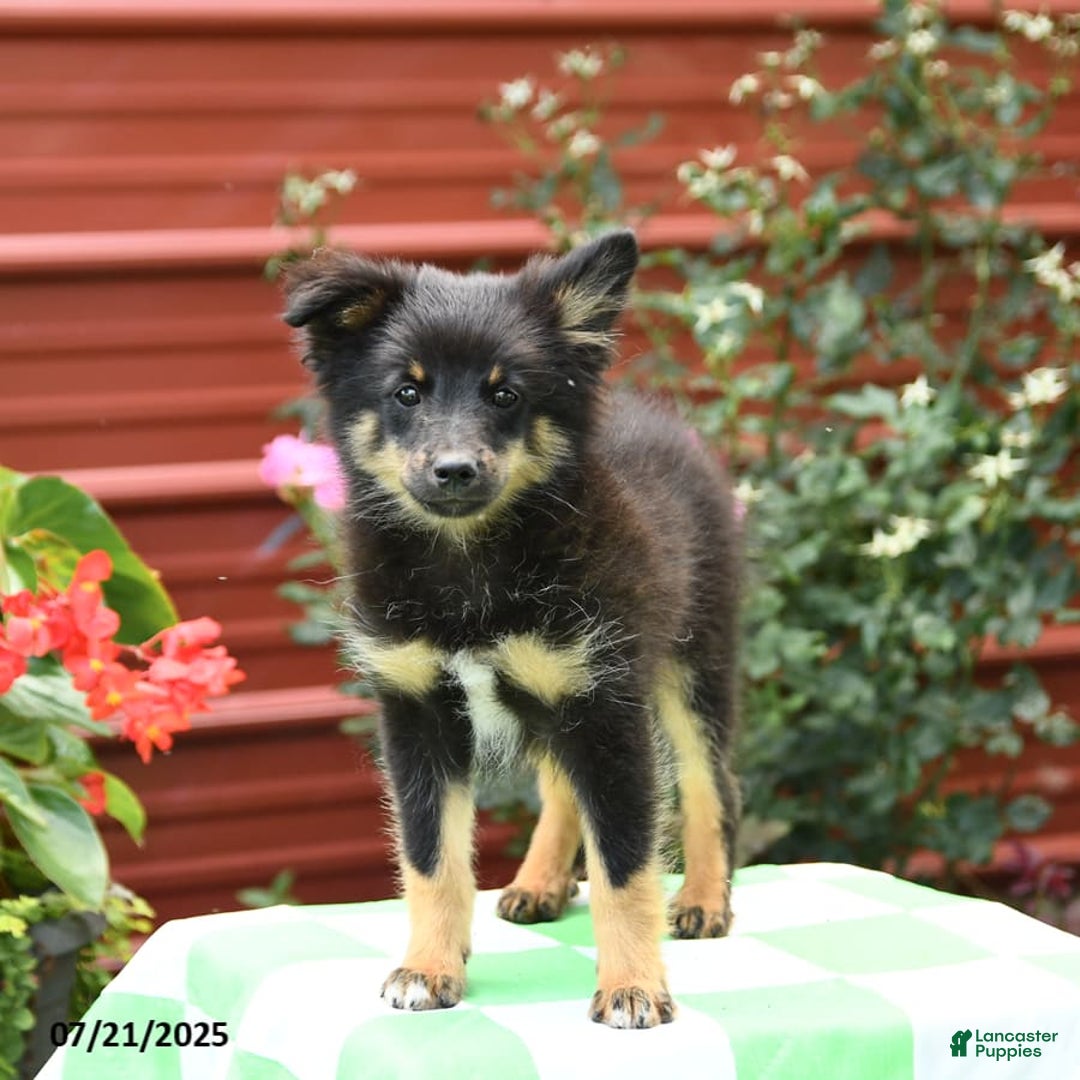 Shetland Sheepdog dogs for sale: Pluto - Image 6