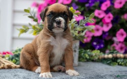 Boxer dogs for sale: Sunny - Image 4