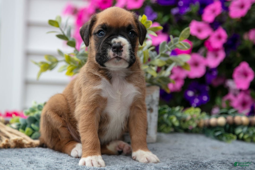 Boxer dogs for sale: Sunny - Image 4