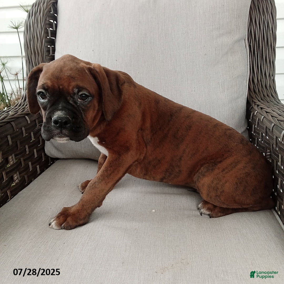 Boxer dogs for sale: Billy - Image 2