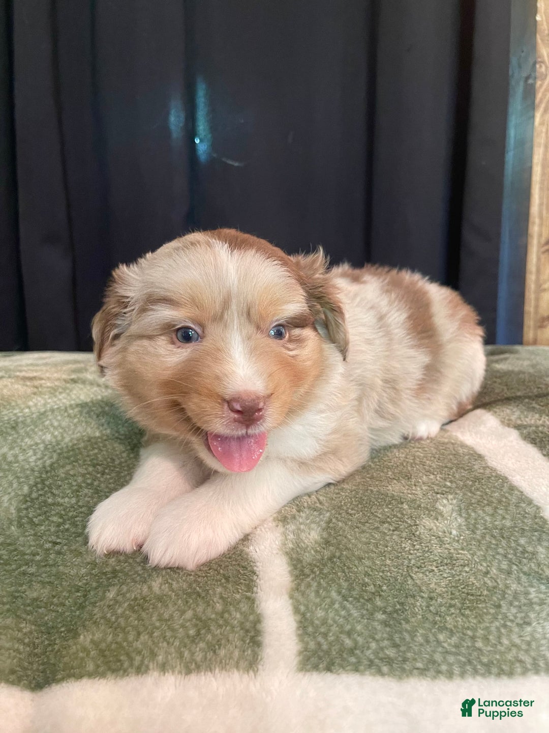 Australian Shepherd dogs for sale: Skipper - Image 5