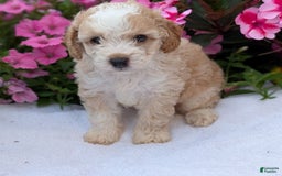 Mini Aussiedoodle dogs for sale: Rover - Image 9