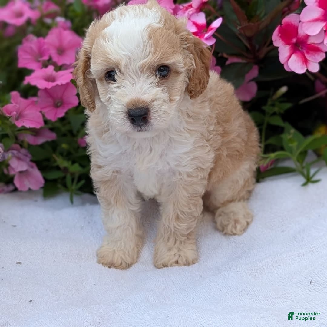 Mini Aussiedoodle dogs for sale: Rover - Image 9
