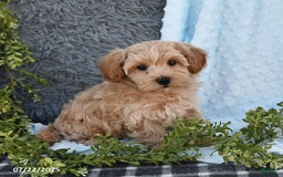Havapoo dogs for sale: Belle - Image 2