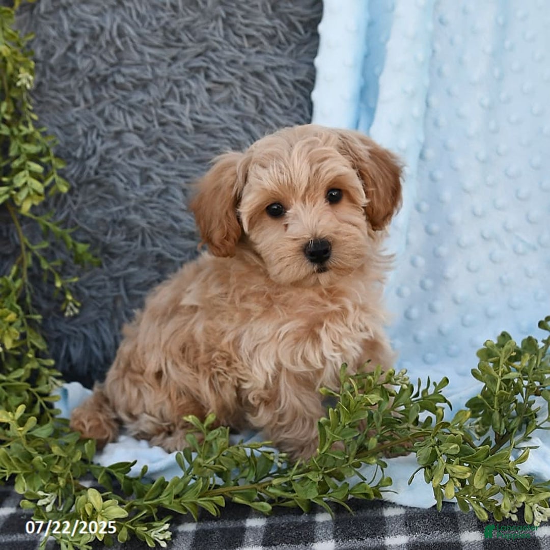 Havapoo dogs for sale: Belle - Image 2