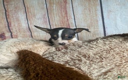 Toy Fox Terrier dogs for sale: Biggie - Image 10