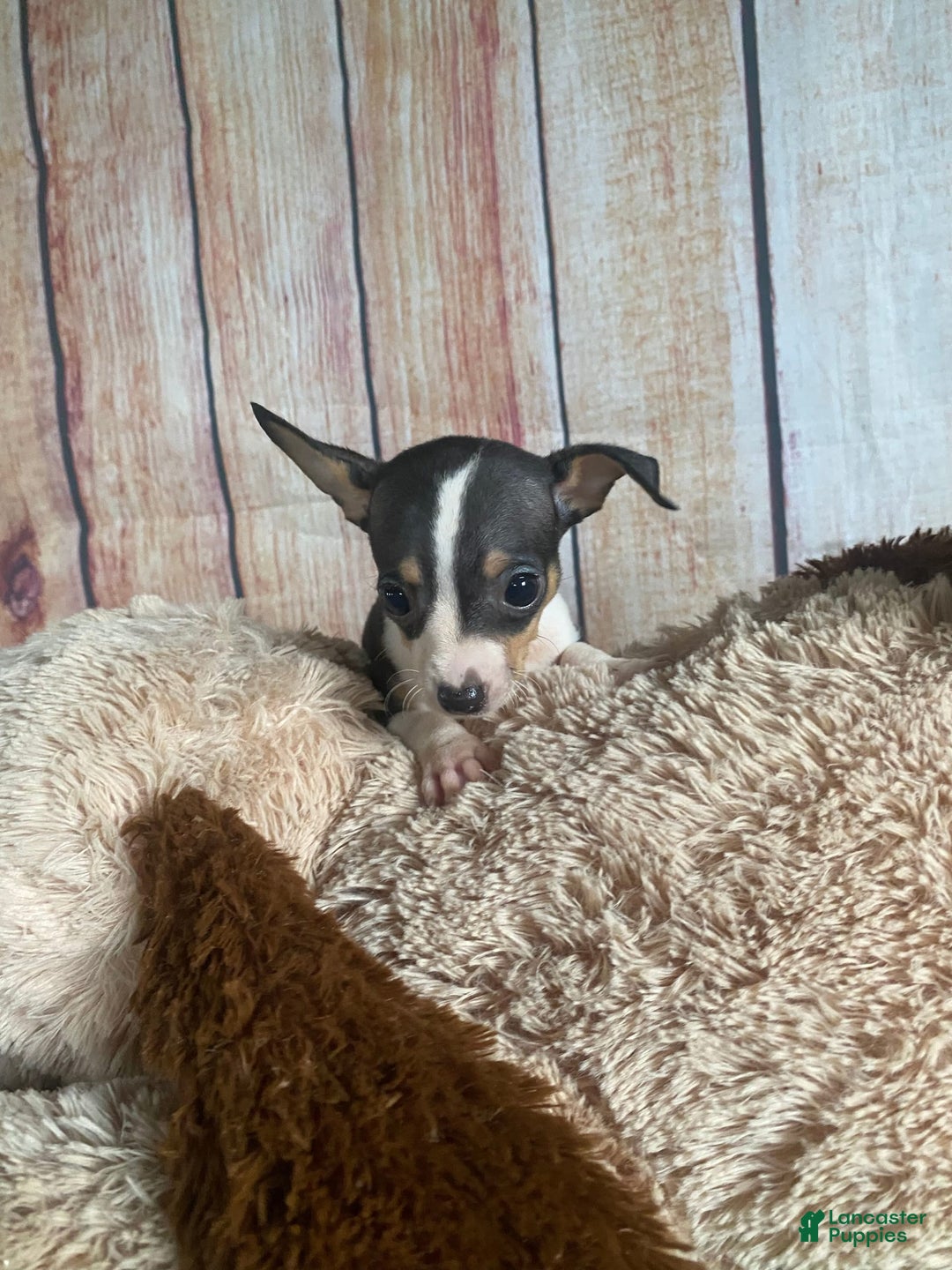 Toy Fox Terrier dogs for sale: Biggie - Image 10