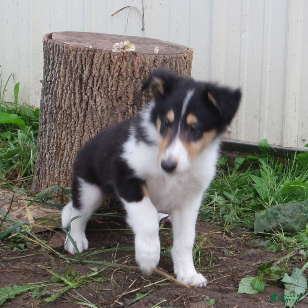 Collie dogs for sale: Atkin - Image 1