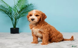Mini Goldendoodle dogs for sale: Charlie - Image 2