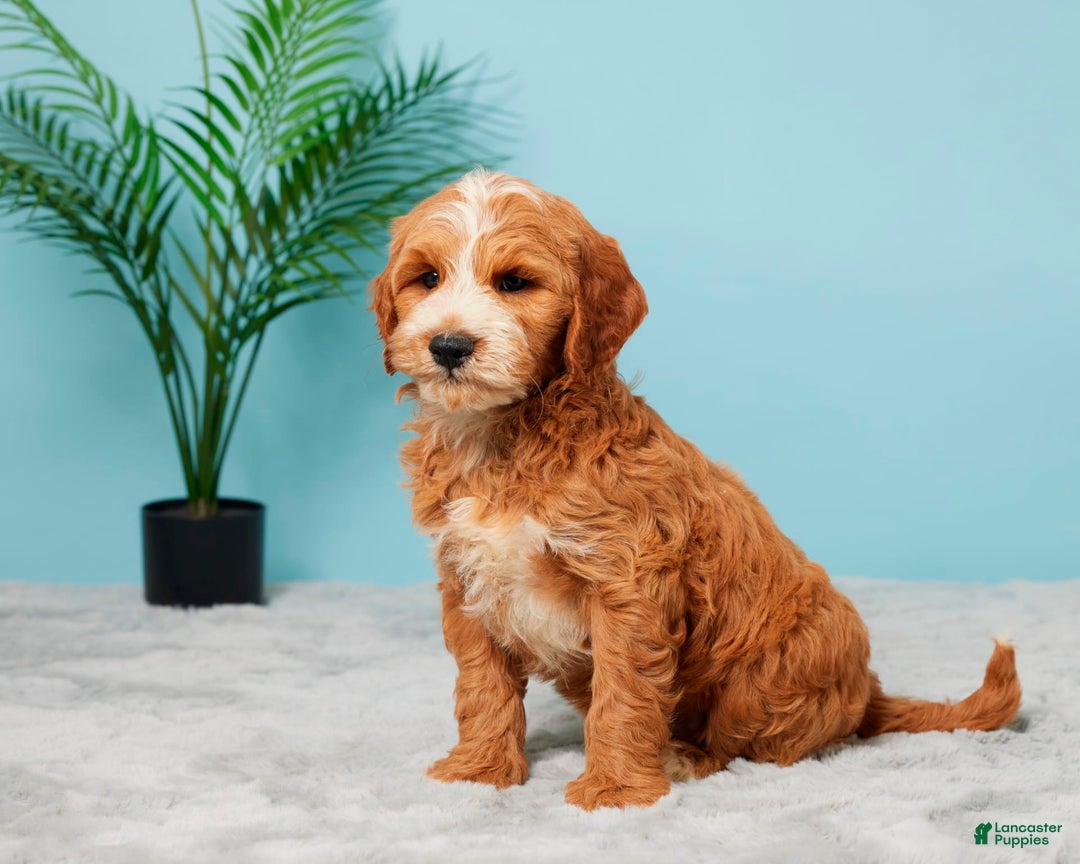 Mini Goldendoodle dogs for sale: Charlie - Image 2
