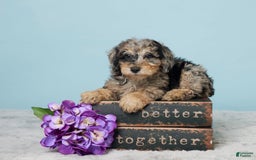 Miniature Poodle dogs for sale: Sage - Image 1