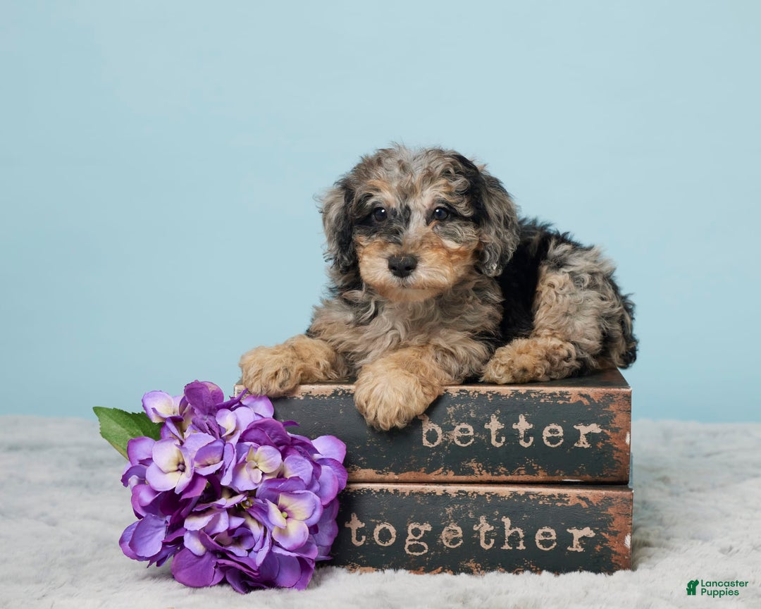Miniature Poodle dogs for sale: Sage - Image 1