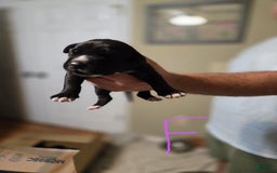 Great Dane dogs for sale: Black Female 1 - Image 1