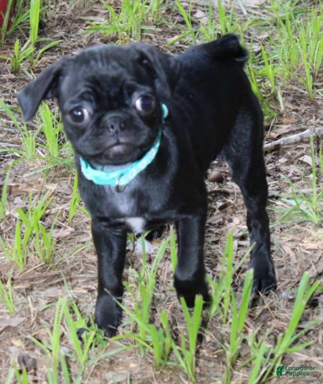 Pug dogs for sale: Luna - Image 4