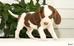 Beagle dogs for sale: Phil - Image 8