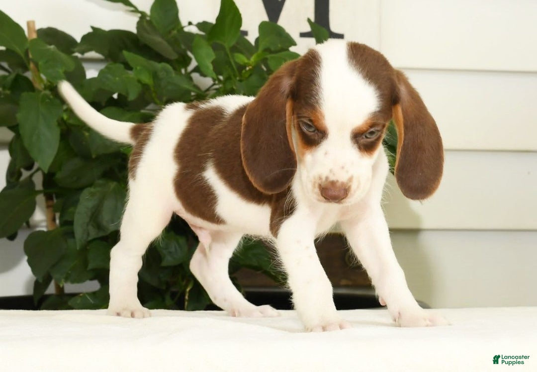 Beagle dogs for sale: Phil - Image 8
