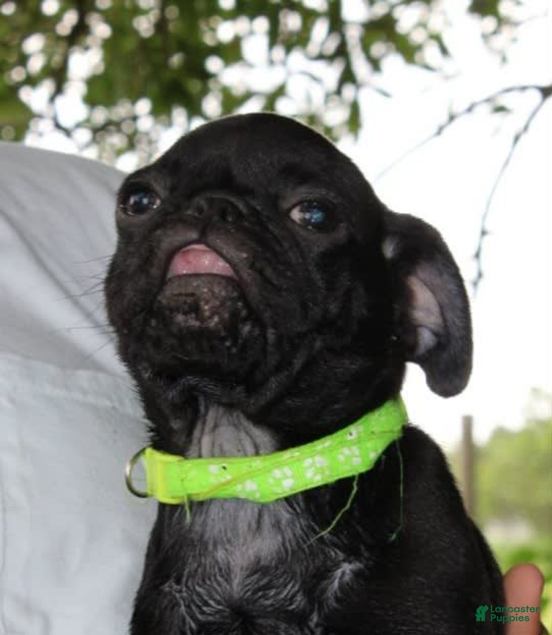 Pug dogs for sale: Oscar - Image 2
