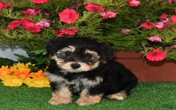 Bichpoo dogs for sale: Bichpoo 7 puppies - Image 1