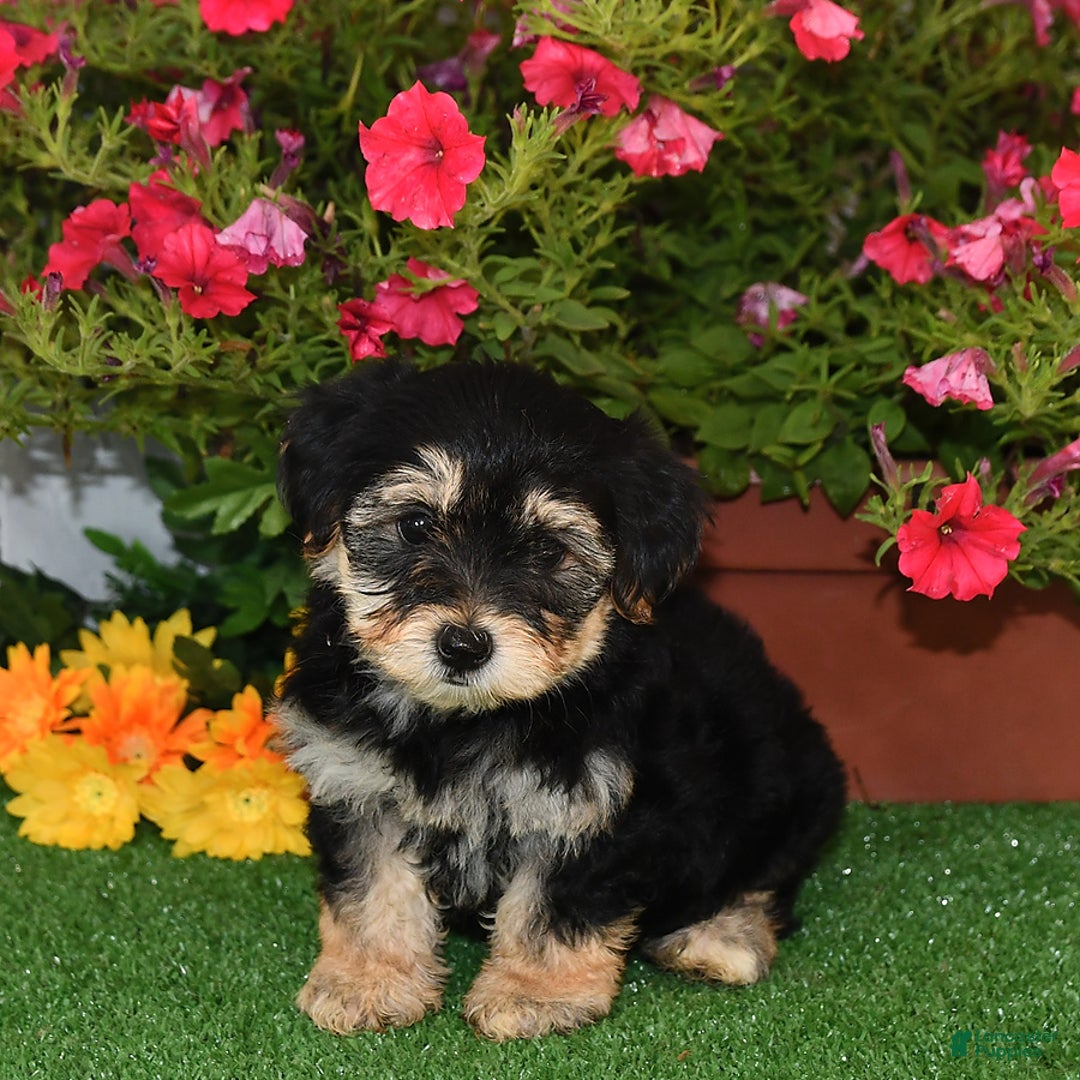 Bichpoo dogs for sale: Bichpoo 7 puppies - Image 1