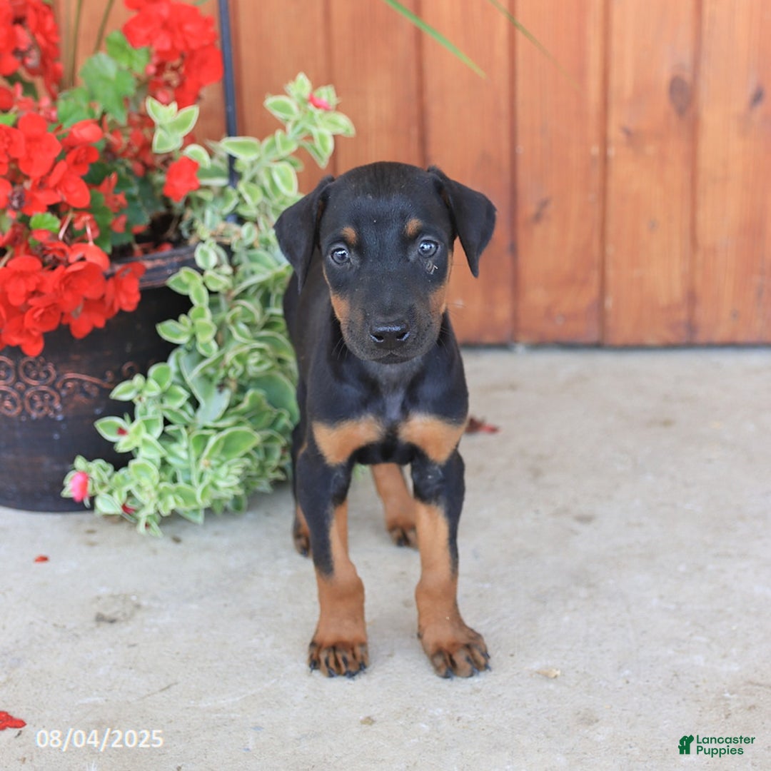 Doberman Pinscher dogs for sale: Diamond - Image 4