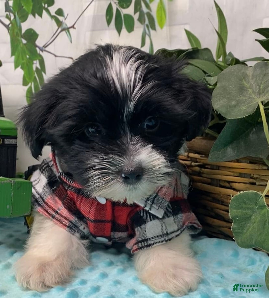 Shorkie dogs for sale: Little Milo - Image 4
